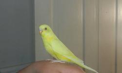 2 Wonderful Hand tame Parakeet Babies will be available soon after their weaning. VERY Sweet & Excellent Pets. Very Healthy, Perfect Feather, Eating High Quality Seed mix, Pellets, Fresh and cooked foods.
Asking $35 each