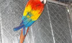 I currently have 1 Harlequin macaw baby that is available, it is spoon feeding twice a day, they are very sweet. I do ship. Please call Hobbs or Vicki at 1-941-475-1728 for further information.