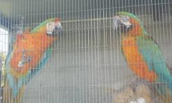 Ii have a pair of Harlequin Macaws available. They are in perfect feather and beautiful. We are located in Englewood, Fl and do ship. Please contact 941-475-1728 for further information.
