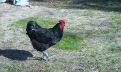 Duck and Chicken hatching eggs
Ducklings and chicks also available
Khaki Campbell Indian Runner duck Eggs
and
Australorp Chicken Eggs
My Khaki Campbell ducks and drake started out as hatchlings that we got through the mail while we lived in the city of