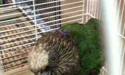 Proven breeder male Hawkhead Parrot, aprx. 5 years old, mate flew away. $ 475 or trade for tame Macaw.
This ad was posted with the eBay Classifieds mobile app.