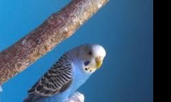 2 healthy, friendly, hand-fed female budgies
- good as either pets or used for breeding
- will come with 2 medium manzata perches and toys (if requested)
- used to being around dogs and other breeds of birds
- they can sing as well :)
contact me if
