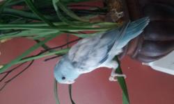 FEMALE HEAVY BLUE PIED PARROTLET, WEANED EATING SEED, 8 WEEKS OLD, HAND FED, HAND TAME, DO NOT BITE CALL OR TEXT 714-574-6116 $140 FIRM