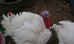 want to trade for hen turkeys, I have gobblers to trade or chickens or even goats. so if you in the trading mood get back to me. ph. 1618 384 0115,384 805 if no answer leave a message.
