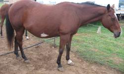 Dolly is an eight year old paint mare. She has a beautiful face and is a sweet mare. She has spent most of her life as a broodmare, but was ridden in the past. She throws lovely big foals and has been a great mama. She is being sold without papers as they