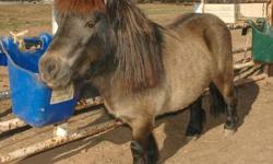 Here we have up for adoption, a very small Shetland Pony. We do not have very much information on this pony due to it being a rescued. I can tell you that it was very well taken care of. We have had it for the past month, and seems to be a very nice pony.