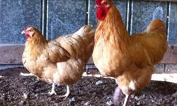 I have a variety of farm-raised, home-bred heritage, non-hatchery chickens, chicks and hatching eggs available throughout the year.
We are a small, family run farm located just outside of Trenton, GA.
Currently we have:
Buff Orpingtons
Blue, Black and