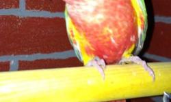 Stunning, high red, pineapple conure. Just weaned, tame and sweet. This bird's color is amazing!
This ad was posted with the eBay Classifieds mobile app.