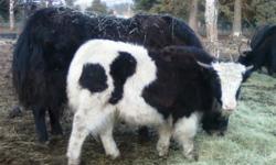 Start your own Herd and have Healthy, Homegrown Meat.
We have Yearlings ($800.00 ea) 2 Year Olds ($1000.00 ea) and Breeding Age Cows ($1500.00 ea).
Yaks are hardy, easy-care animals. They defend themselves and their calves from predators. The meat is