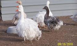 I am located in Stevensville, Montana...closer to Florence.
My parent birds came from Holderread Waterfowl Farm & Preservation Center in Corvallis, OR
I have over 20 PAIRS of Sebastopol geese! I have been raising these geese, selling and mailing Hatching
