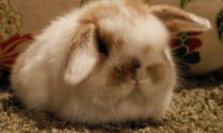 Holland Lop rabbit babies for sale***
Contact Ryan for more info. at: (818)741-5906
Website: www.Roaringheights.com
We have lots of rare colors to pick from right now.
Prices: $65.00 ~ $100.00 per bunny
No, shipping