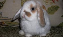 I have purebred Holland Lop rabbit babies for sale!
All of my available babies are posted on my website sales page: www.Roaringheights.com
I have many great colors to pick from.
Contact Ryan for more info. at: (818)741-5906
Price: $65.oo ~ $100.oo
No