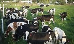 400 Holstein Open Heifers
We are able to supply 100% best Quality Holstein , Cattle, Cow, etc, Heifers
Also, beautiful milk type heifers with high milking output of 30
litres minimum per day.
Specifications
Weight : 450 to 600 K.G
Pregnancy : 6 to 8
