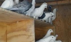 Have many pair of Homer pigeon for sale, lot of color to choose from. Many white.. Asking $ 20-30 each Plz contact on 347 744-2439