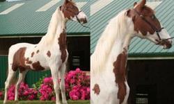 This 6 year old registered ASB/PtHA mare carries the bloodline of many influential American Saddlebreds! She has a beautiful long neck, short back and nice hip. This mare is homozygous for the pinto gene so she will always produce color. She trailers