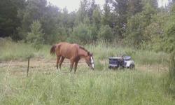 Tennese Walker12YEARSOLD mare sweet and gental loving girl rides good.
$125.00 205-712-7745 pick up only. No texing.
Located in bibb county