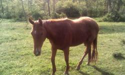 I am helping my mom downsize she is not in great health and is in over her head with to many horses. Please serious inquires only and no dealers. Also please read description before calling these horses are not dead broke most are only halterbroke. Also