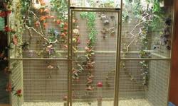 Large flight cage with exotic finches $1900.00
reason for selling : moving
Cage is 75 inches tall X 30 inches deep X 7 feet across
Back and one side have screen attached to keep the mess down
Front and one side have clear plexi- glass panels 18 inches