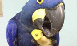 Fully matured and fully feathered Hyacinth Macaw. Tame with us, but new owner will have to create their own bond with her. She also lays eggs and can be used as a breeder bird if you have a mature male Hyacinth that can dominate over her. If you have any
