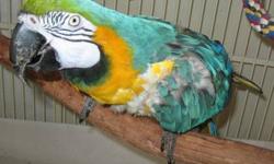 Devon is a 22 year old happy, healthy, loving, laid back, companion bird. She will get into mischief if you give her the chance. She has a personality all her own. Since macaws are long lived birds
you have to be able to make a long term commitment to