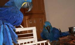 PAIR OF HEALTHY HYACINTH MACAW BREEDER AGES 17 YRS.
HAD THEM FOR FIVE YEARS, READY FOR NEST AND BREEDING WITH RIGHT ENVIRONMENT.
TEXT ME AT 714 300 5258
OMAR