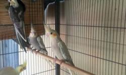 I have 5 cockatiels for sale or trade for one lovebird female the price cockatiels is $30.00 obo call Any time (863) 557-6279 thaks