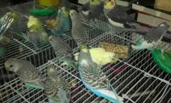 Hi my name is Vanessa I adopt and raise birds no matter if they are tame or not. I love birds and I enjoy training them I have experience with all kinds and I'm willing to pay fifty or less for any bird you want to give me depending on if they are worth