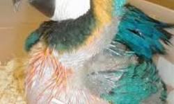 i have to sell my beautiful 10 month old male Illiger Macaw to a loving home. He's a smart, affectionate one -person bird who appreciates attention.Iam asking the same adoption fee that i paid myself.