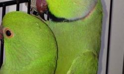 Need to find a female Alexandrine parrot as soon as possible, please contact me if you are interested in selling.