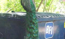 Young Peacock India Blue Pair. 4 to 5 months old.
Pictures are of father and grandfather.
$400 for pair.
281 350 1322