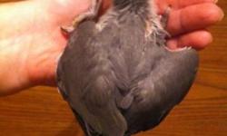 We have just 1 baby Indian ringneck left. This baby is a beautiful grey!
We can DNA for $25 extra
We can ship for $125 and that includes a brand new carrier
This ad was posted with the eBay Classifieds mobile app.