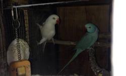 Indian ring neck pair male blue female albino
Almost 3 years old healthy ablo espaÃ±ol 805 3687321