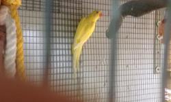 Lutino Indian Ringneck baby 7 moths old. Please call at