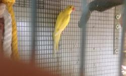 Indian Ringneck babies 11 months old lutinos and blue, please call