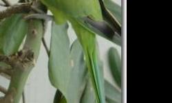 female INDIAN RINGNECK
SHES 2 YEARS OLD
TALKS JUST------ HELLO----
READY TO BREED
SHES USE TO GOING IN AND OUT OF HER CAGE
WHEN SHE WANTS
WONT GO ON FINGER BUT NOT WILD
714-225-8385