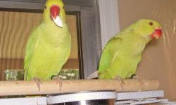 I have a breeding pair of Indian Ringnecks to rehome. Cinnamon female and Green male. 2-3 years old. Birds have been indoors. Not tame. $300 for the pair.