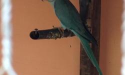 Hi I have a blue pair of Indian ringneck that they are 2 years old and they are very healthy. The reason why am selling them cause we moving . Feel free to call any time at 6192771838, the price is $500 obo (cash). Thank you.