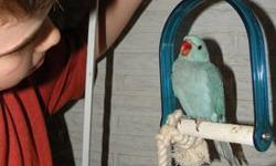 Adult female Indian Ringneck 3 years old. perfect age for breeding. Always kept indoors in clean conditions; fed pellet, seed and fresh food diet. No plucking. Not a pet.
Will ship at buyers expence.