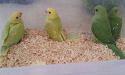 I have two yellow lacewing and two green indian ringneck babies 2 months of age. They are on the verge of eating on their own. .They are great to be as pets but you must be the one to train them. The colors on these indian ring necks lacewing are not your
