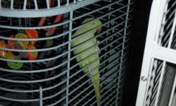 Two beautiful indian ringnecks come with cage and breeding box 3 years old 350 Dollars. We also have a Lutino she is 2 years old likes women better than men at times but also beautiful yellow... Lutino is 200 dollars.
Call 717-599-8445