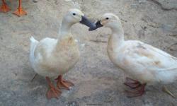 I currently have just a few extra adult indian runner ducks available. Chocolate Runner Pair - $30.00, White Runner Hen - $15.00 and Blue Runner Drakes - $15.00. This spring I will be hatching out some White, Black, Chocolate and Blue Indian Runners from