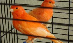 Male canaries all singing beautifully. Very active and happy and looking for a good home where they will be loved and cared for daily. Born early 2012. 1 canary is intense red $80. 2 canaries are yellow in color $60 each. Please text me at 5018829334. I