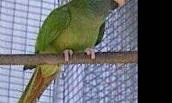 Sweet pet that talks and is a quiet pet. She is a proven breeding female as well. She eats pellets, fruits and vegetables, and has a small seed snack at night. If you have ever dreamed of having an elegant Jardine parrot as part of your family, then this