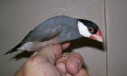 I have available a male Java finch, almost 2 yr old, proven breeder for $25 (he's the one on the right in the photo).