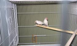 1 pair of java finches 1 1/2 years old no cage laporte in 219-879-9208 will trade for young pair of canaries
