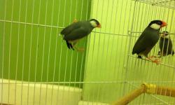 I have for sale a proven breeding pair of Java finches and also two of their offspring that hatched right before christmas. Come in and visit us at AJ's Feathered Friends Pet Shop
847-695-5624
19 N State St
Elgin, IL 60123
www.ajsfeatheredfriends.com
Like