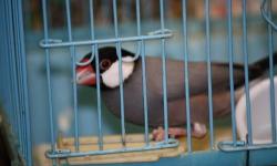 I need to down size my collection for my aviary. They are the proven breeding pair of my Java Sparrow. They are just three year old and had raised couple clutches young bird in the past. I like to ask $50 for this pair.
I can not ship them. Cash only.