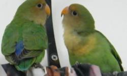 I have one pair of jenday conures. They are bonded ready to breed. $595 is a steal. They sell for $579 at pet smart each. I want them gone cause they are noisy.
Call or text with any questions.
859-358-4400
PayPal accepted.