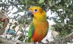 Beautiful Jenday Conure 13 weeks old.
She is very friendly and was hand fed.
For more information please call 321-210 2394