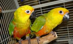 Beautiful, sweet, playful and affectionate. Weaned and ready for a home. $175 each or $300 for both.
Please call Jean if interested.
OakHaven Aviary
Breeding conures for 20+ years